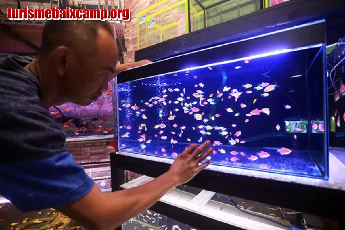 Tips Merawat Ikan Golfish, Ikan Hias yang Bisa Menyala Dalam Gelap